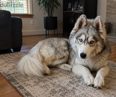 Pure Husky (female)
