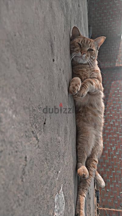 لا اجد وقت للاهتمام به