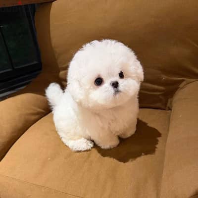 Bichon frise