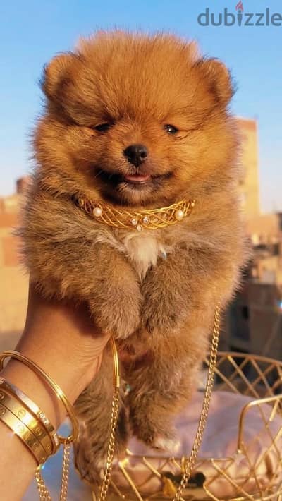 mini pomarian