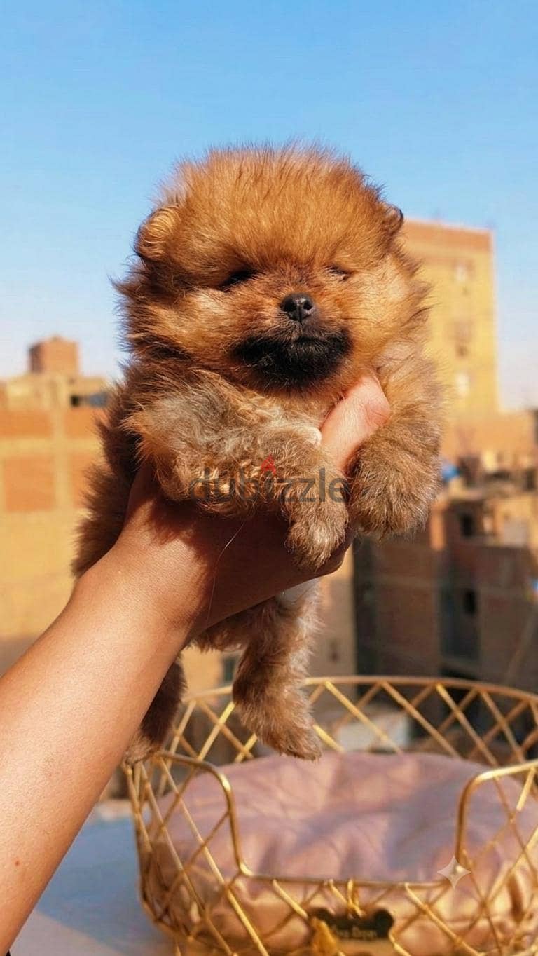 mini pomarian 1