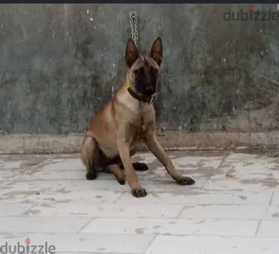 جرويه مالينو