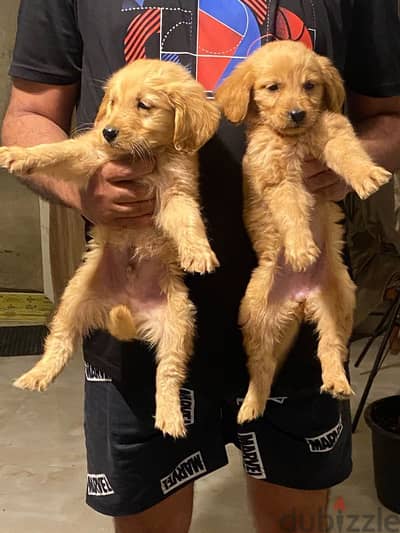 MALE & FEMALE GOLDEN PUPPIES/ جروين ولد و بنت جولدن للبيع