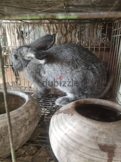 جوز ارانب ماشاء الله
