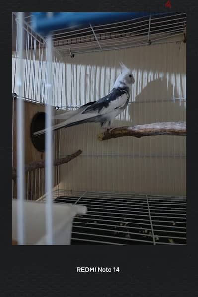 دكر كوكتيل فرنساوى