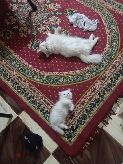 القاهره