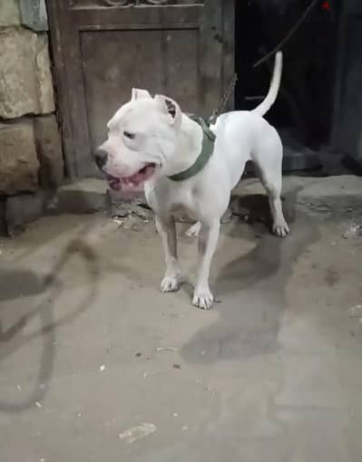 نتايه بيتبول عندها سنه 3 شهور