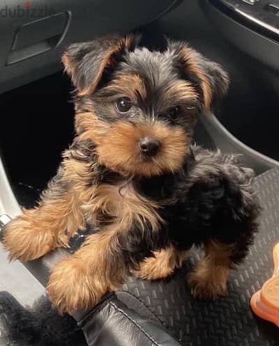 Yorkshire Terrier يورك شاير