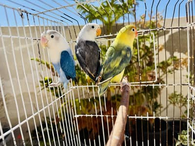زوج فيشر باستيل - أوبالاين بلو