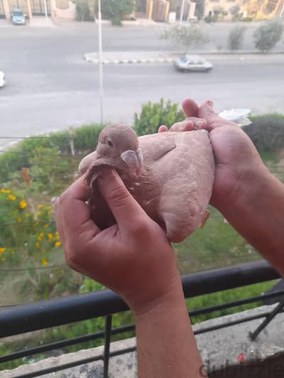 دكر جيرمين بيوتى هومر بيور