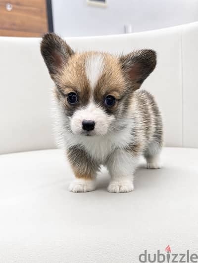 Pembroke welsh corgi puppy كورجي