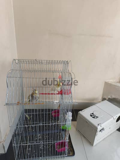 عصفورين كوكتيل للبيع