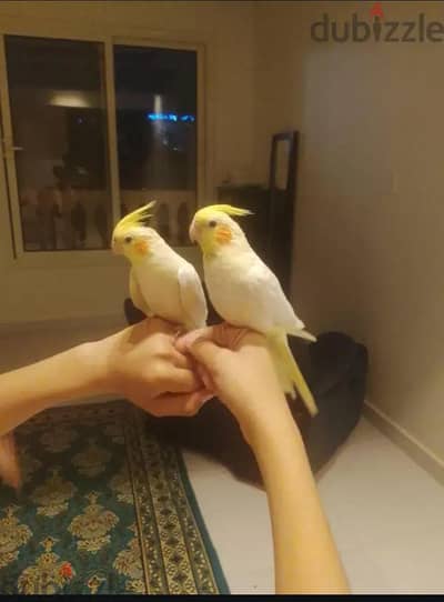 كوكتيل لتيني لطيف جدا حجم ممتاز  أمن علي لاطفال للتواصل 01068248452