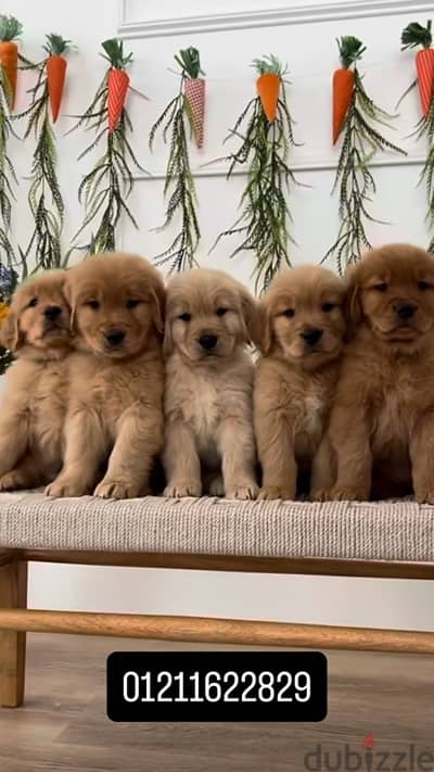 Golden retriever puppies جولدن