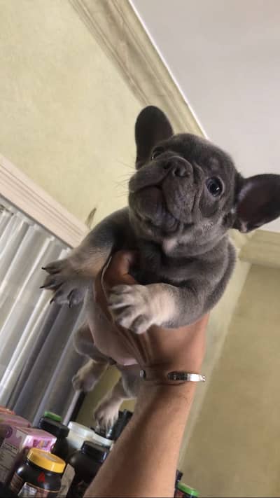 French Bulldog فرينش بولدوج