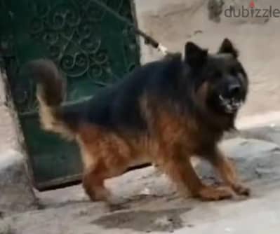 كلب جيرمن شيبرد لونج هير أهالي مستورده