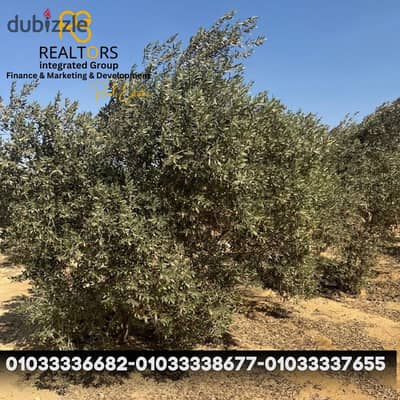 مزرعة 7 فدان للبيع – الفيوم، جمعية 25 يناير الزراعية – طريق اسيوط الغربي