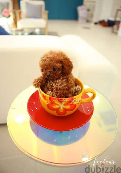Poodle teacup بوديل تي كب
