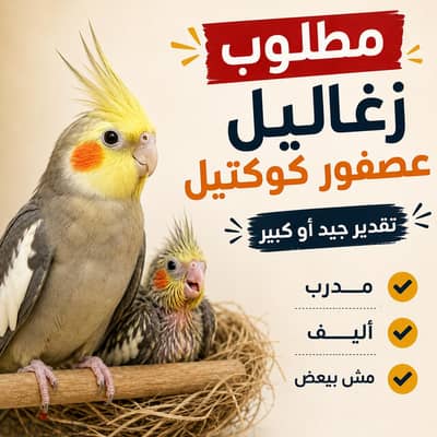 مطلوب عصافير كوكتيل