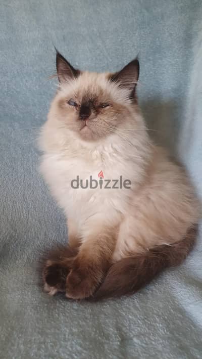 Pure Himalayan kitten