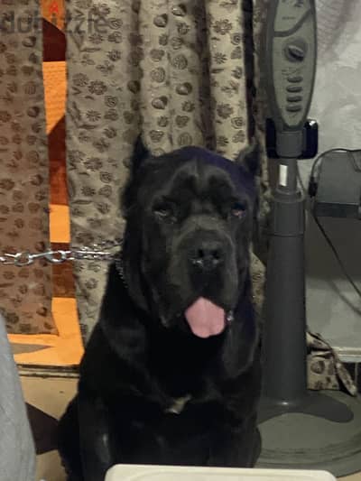 Cane Corso