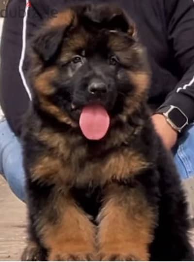 German shepherd dog بيور مطعم حشرات و ديدان و واخد جرعتين من التطعيم