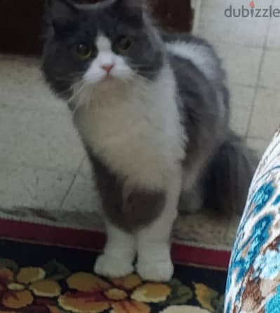 قطة  راغدول  علي شرازي
