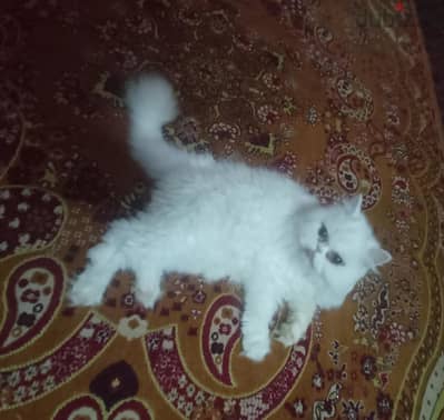 قطه للتبني