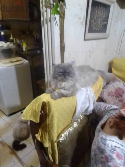 قط هيمالايا للتبنى