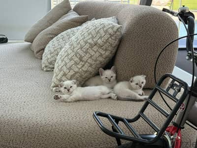 Scottish fold and straight