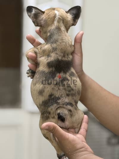 French bulldog puppy فرنش بولدوج