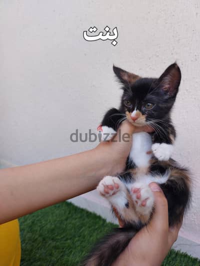 قطط تبني