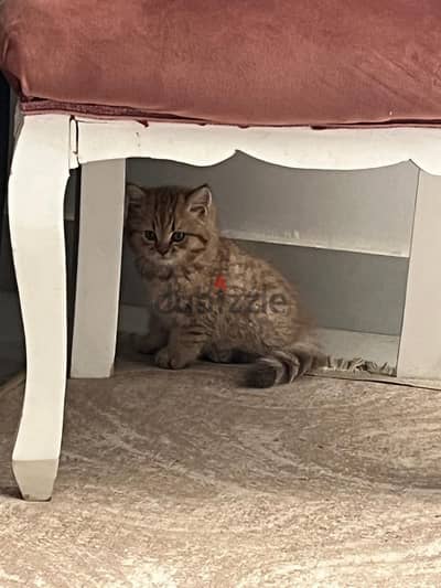 British shorthair cat