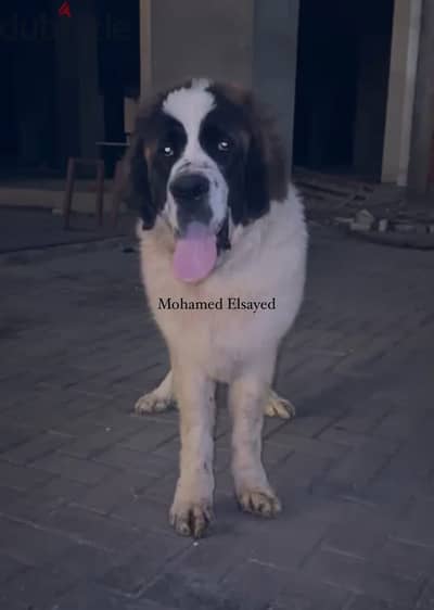 انثي سانت برنارد . . female saint bernard