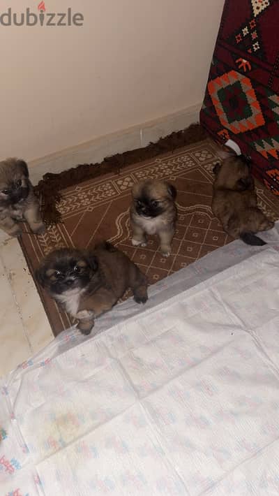 جراوي pekapoo ولاد و بنات