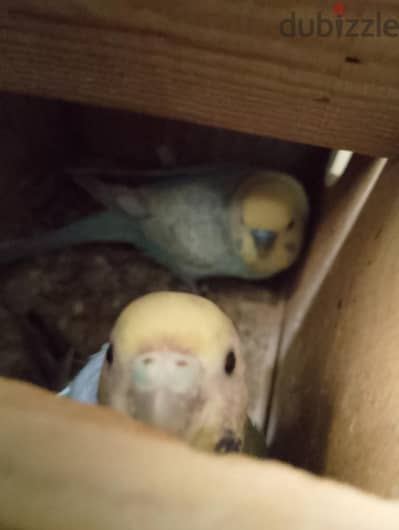 بركه السبع