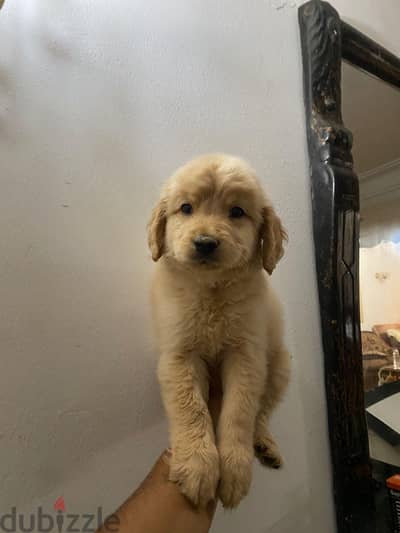 اجمل جراء جولدن golden