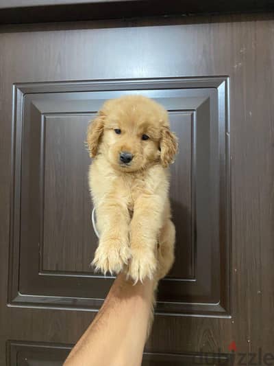 golden puppies جولدن