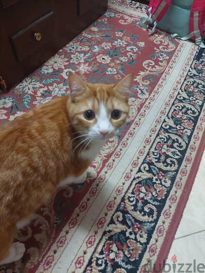 قط ذكر جميل بلدى شيرازى عمر سنتين للتبنى