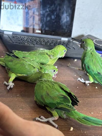 فروخ دره حجم سوبر جامبو