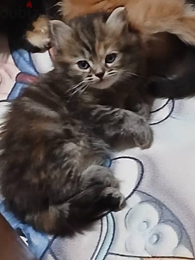 Persian kitten Persian kitten