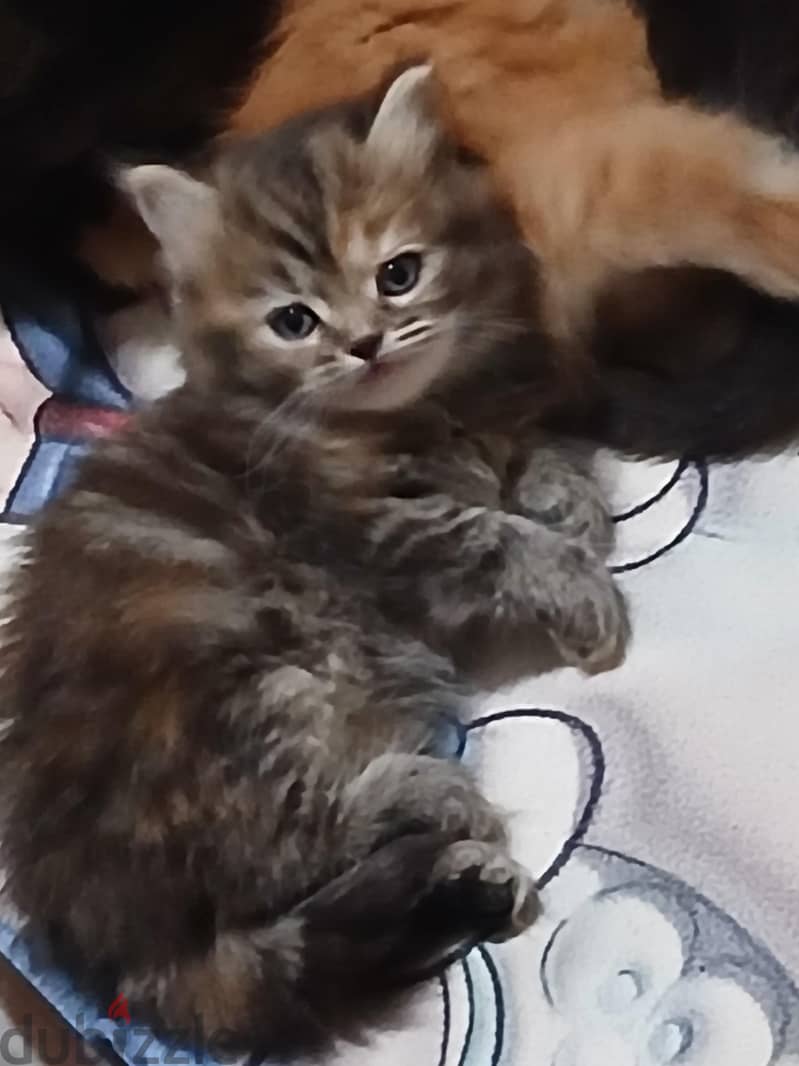 Persian kitten 1