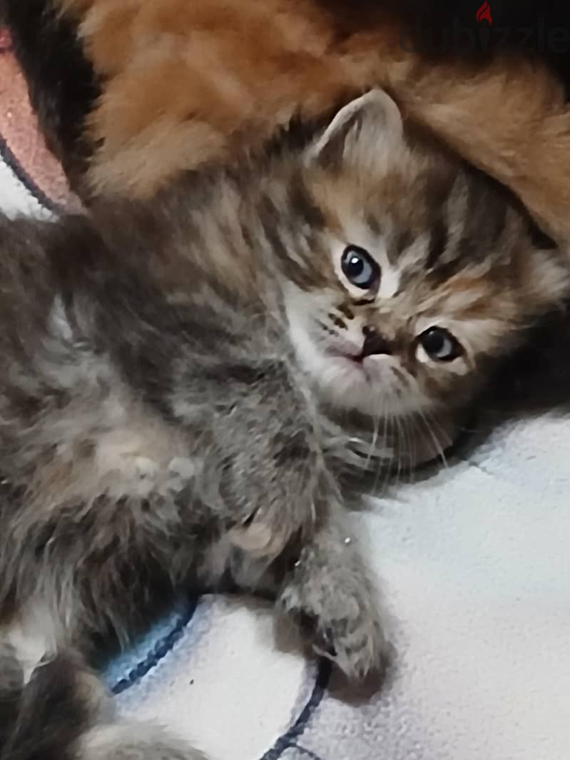 Persian kitten 2