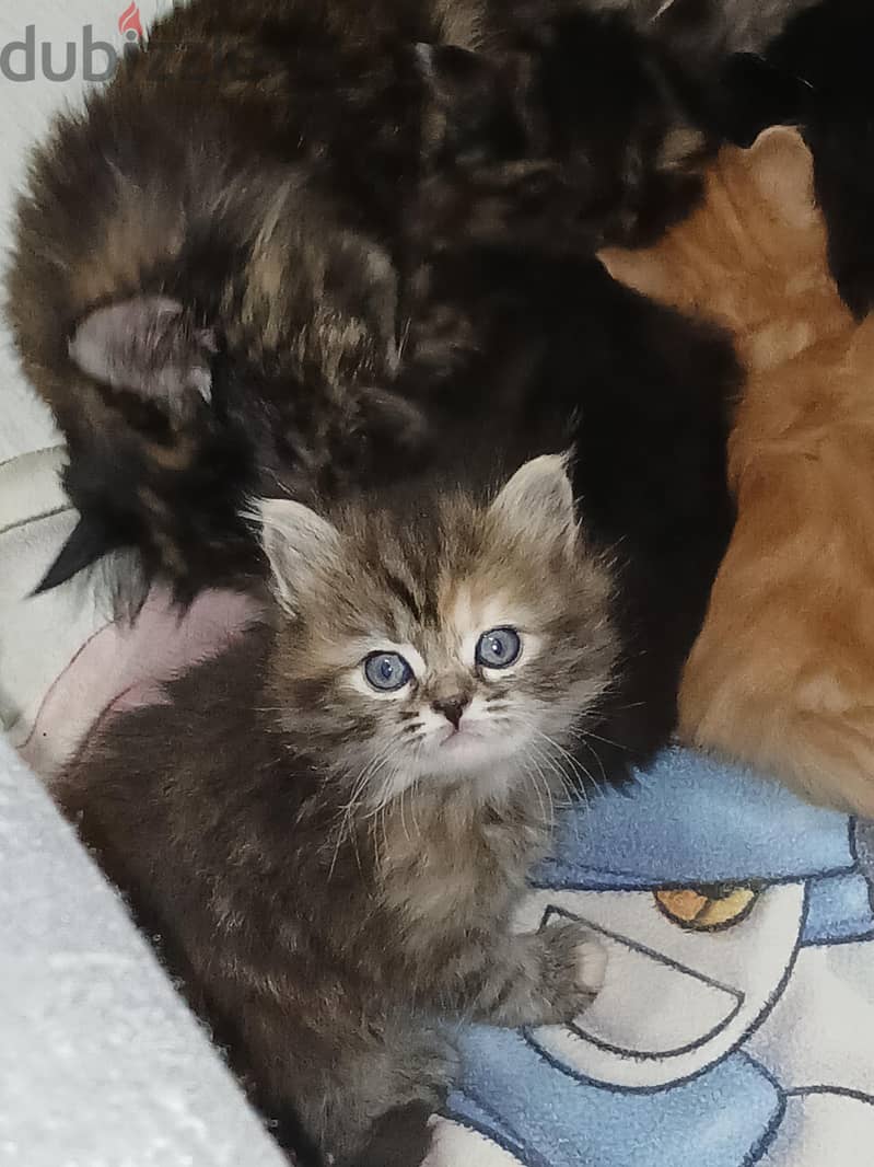 Persian kitten 3