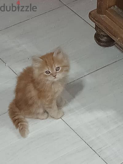 ORANGE PERSIAN KITTEN ORANGE PERSIAN KITTEN