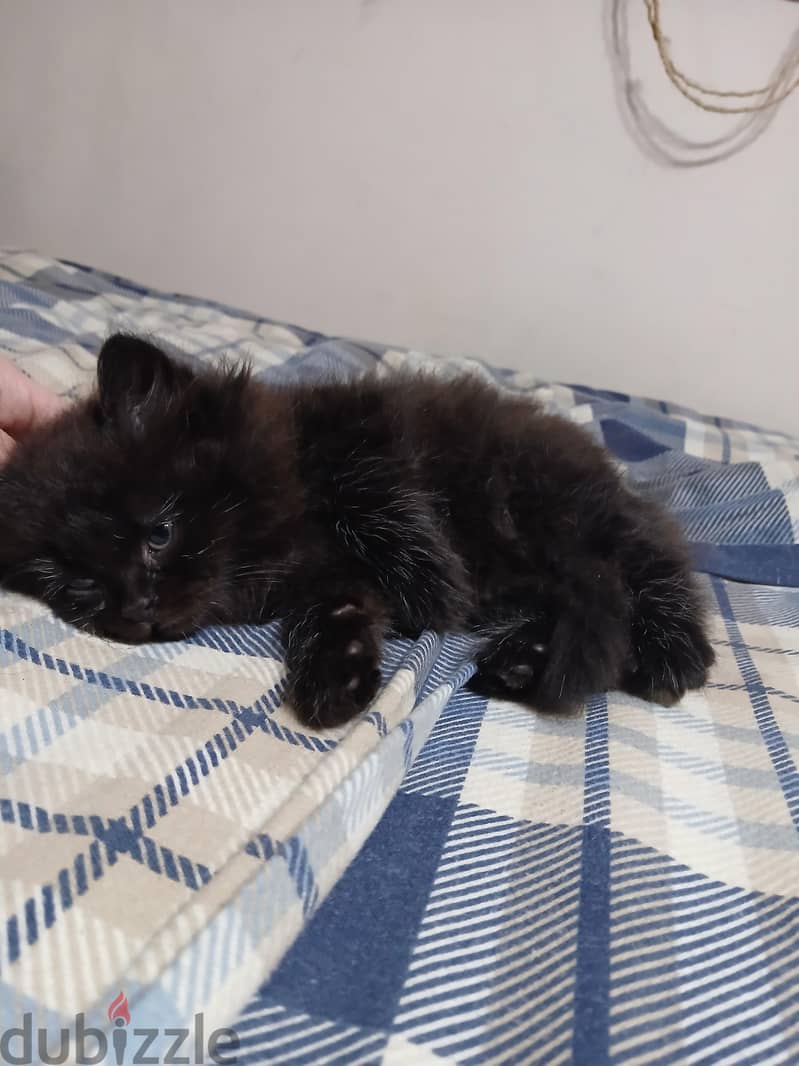 ROYAL BLACK 3