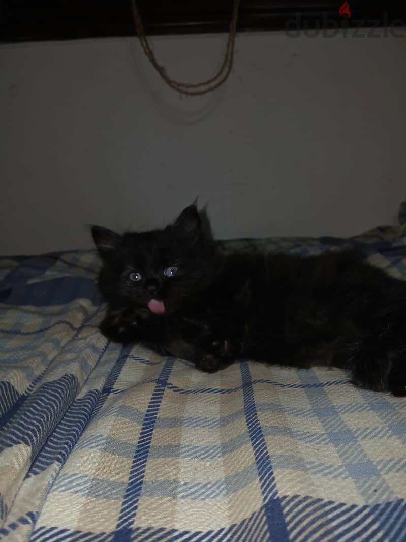ROYAL BLACK 7