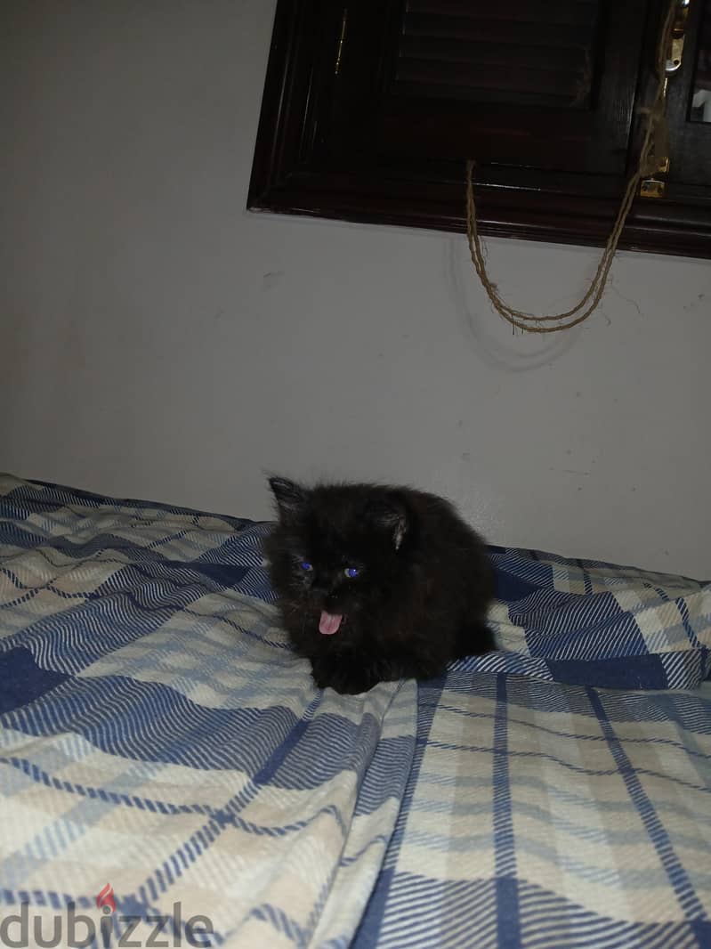 ROYAL BLACK 9