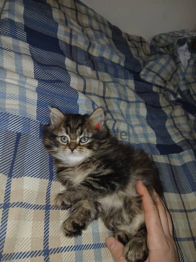 PERSIAN KITTEN PERSIAN KITTEN