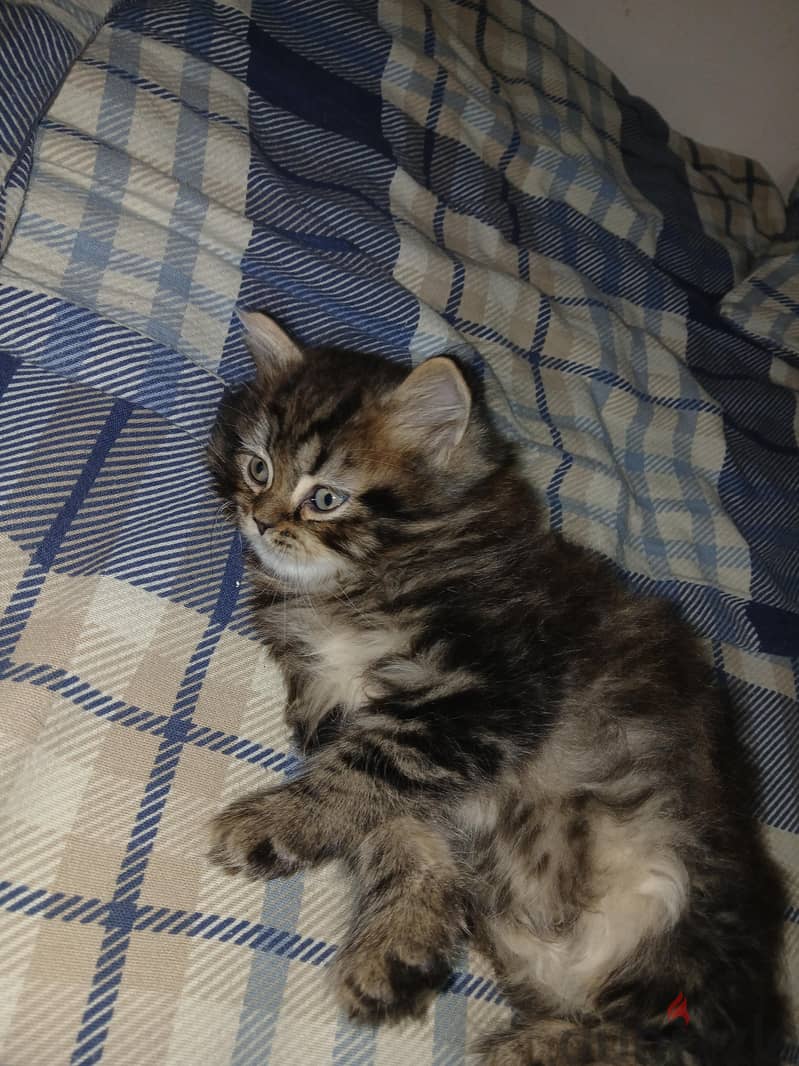 PERSIAN KITTEN 1